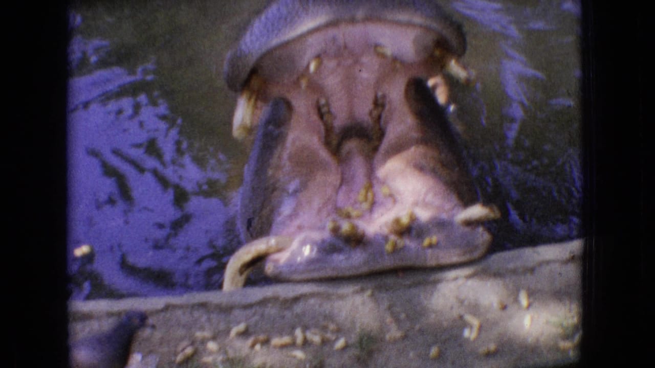 1965 New Jersey 8mm zoo footage showing a hippopotamus close-up with its mouth open, teeth visible, and feed scattered near the edge of a water enclosure.
