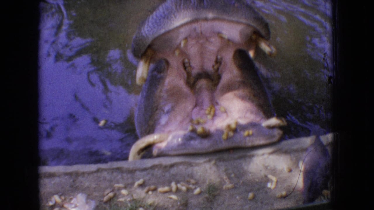 1965 New Jersey home-movie frame with a hippopotamus facing the camera, mouth open, feed visible around the enclosure edge, and water reflecting behind it.