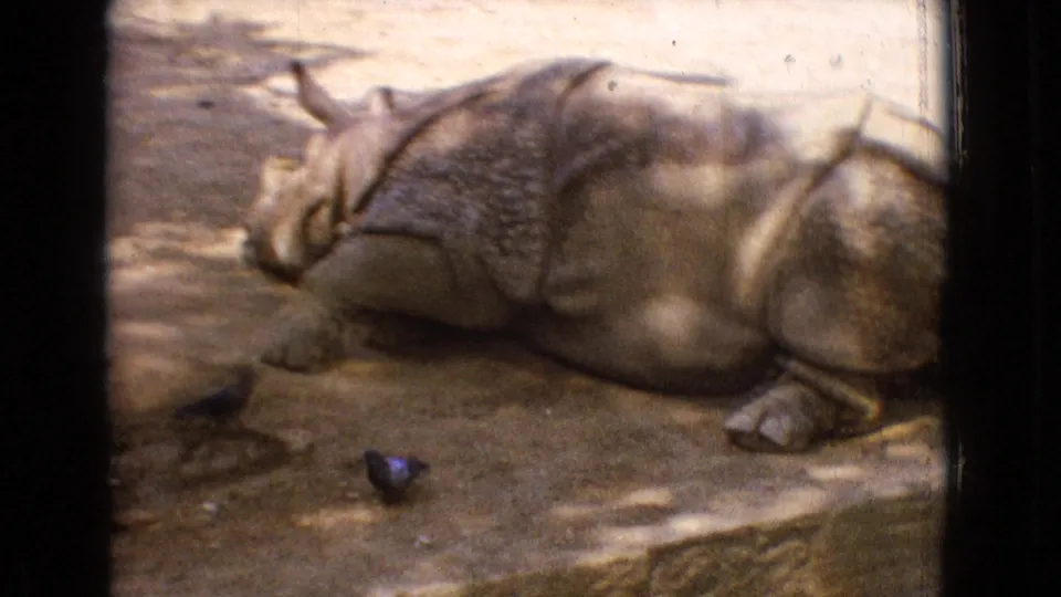 1965 New Jersey 8mm zoo footage showing a rhinoceros resting on dirt in an enclosure, with a small bird visible in the foreground and soft mottled light across the frame.
