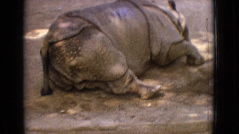 1965 New Jersey home-movie frame showing a rhinoceros resting on dirt, another rhinoceros partly visible behind it, and enclosure floor detail softened by grain and exposure shifts.