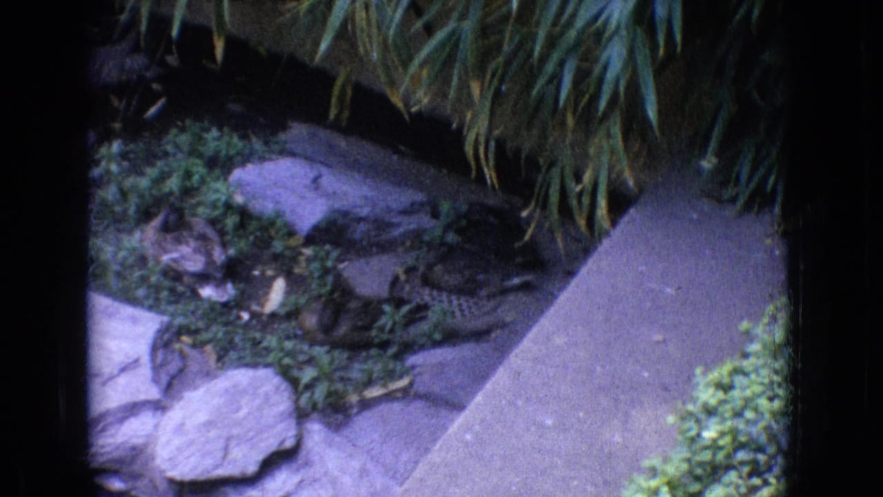 1965 New Jersey 8mm frame showing a stone walkway, low plants, rocks, and dense foliage around a zoo garden water feature.