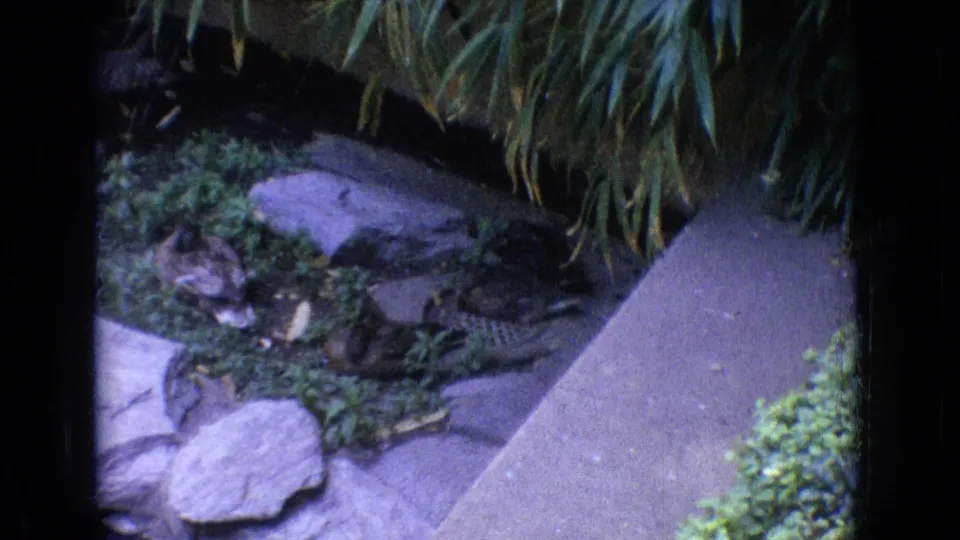 1965 New Jersey 8mm frame showing a stone walkway, low plants, rocks, and dense foliage around a zoo garden water feature.