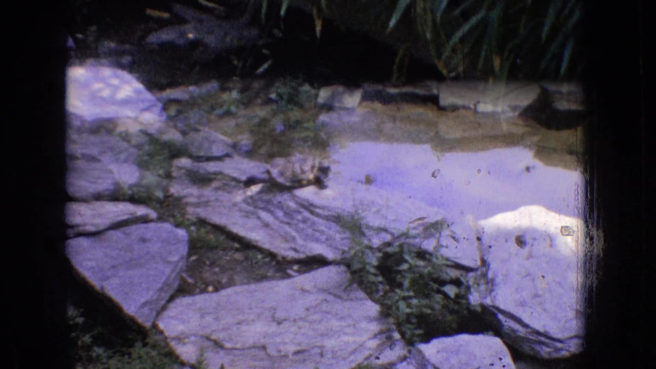 1965 New Jersey zoo frame showing a shallow pond or stream bordered by flat rocks, plants, and a pale enclosure edge.