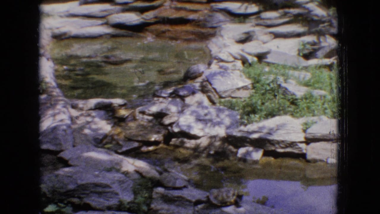 Layered rocks, plants, and shallow water in a landscaped zoo habitat.