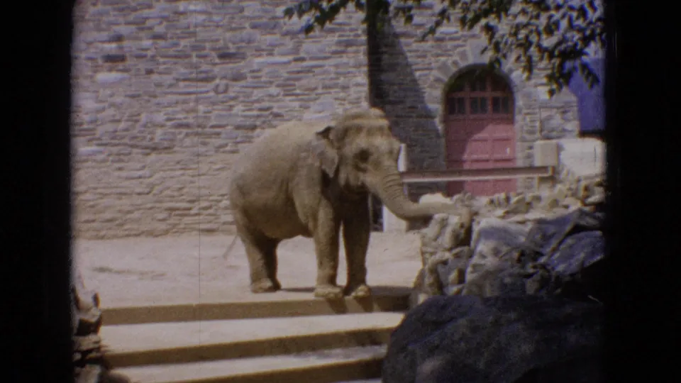 1965 New Jersey zoo frame showing an elephant by rocks and steps, with a stone wall and red arched door behind it.