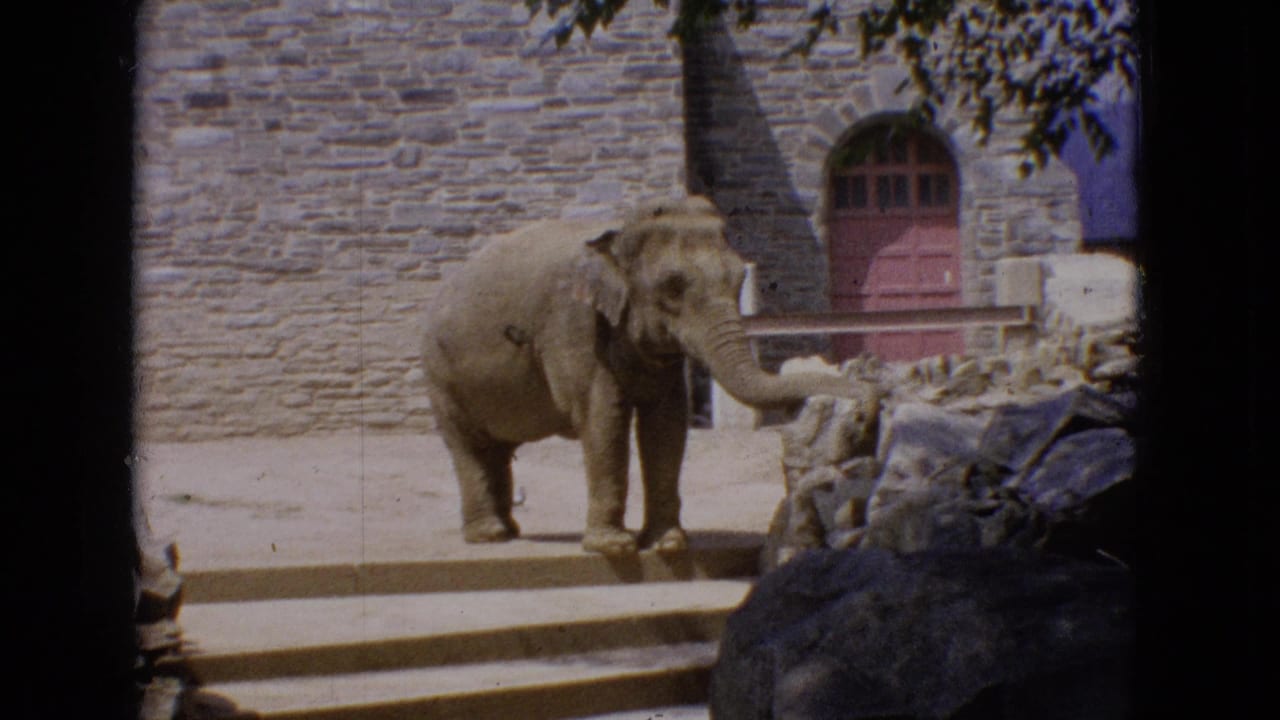 Elephant standing near stone steps and a red arched door in a zoo enclosure.