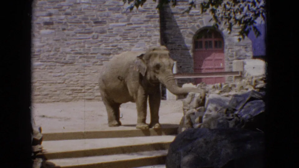 1965 New Jersey home-movie frame showing an elephant near low stone steps, rockwork, and a rustic stone building with a red arched door.
