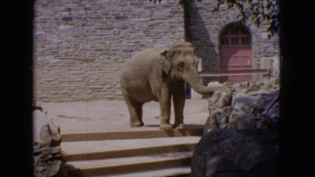 Elephant walking along the edge of a sandy enclosure near rocks and a stone wall.