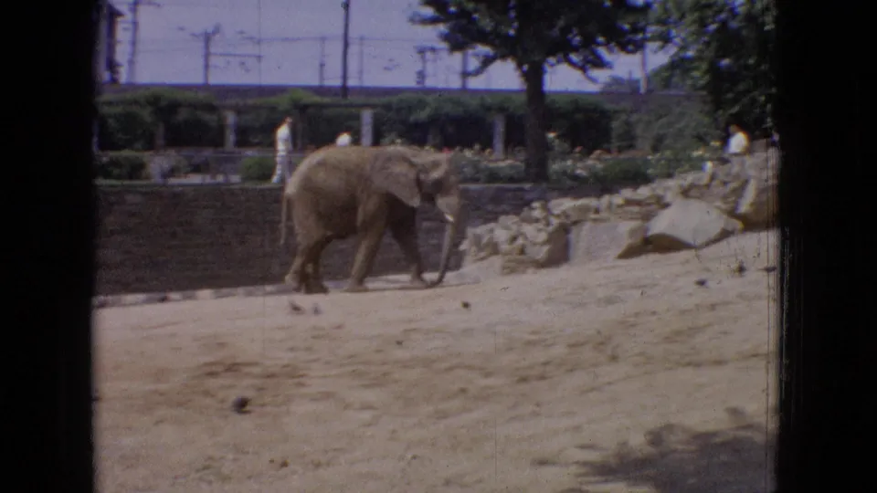 1965 New Jersey home-movie frame showing an elephant crossing sandy ground in a zoo enclosure, with small birds, rockwork, trees, and distant visitors visible.