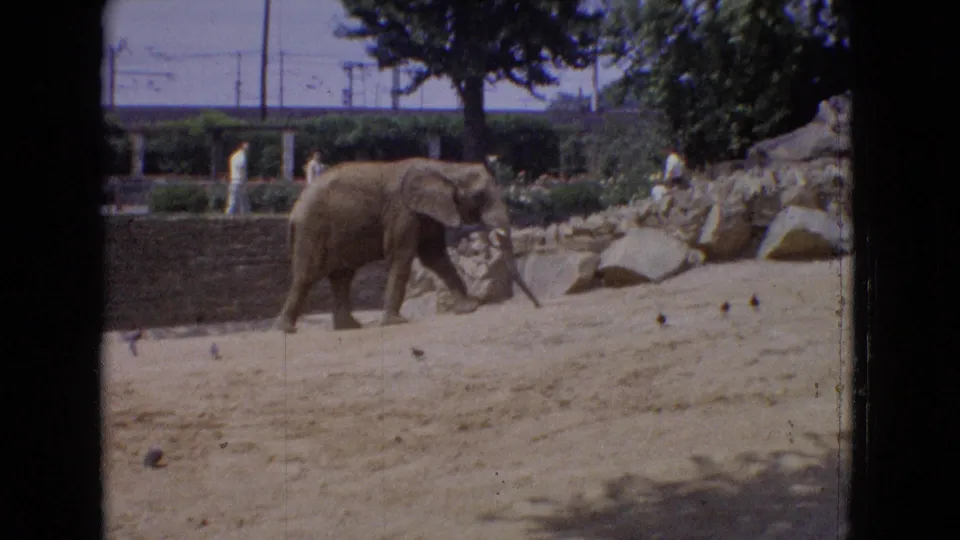 1965 New Jersey zoo frame showing an elephant walking with its trunk lowered across sandy ground, with birds, rockwork, trees, and distant visitors in view.