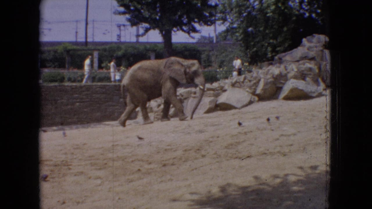 1965 New Jersey 8mm frame showing an elephant walking across a sandy zoo enclosure with rockwork, trees, pigeons, and distant visitors in the background.