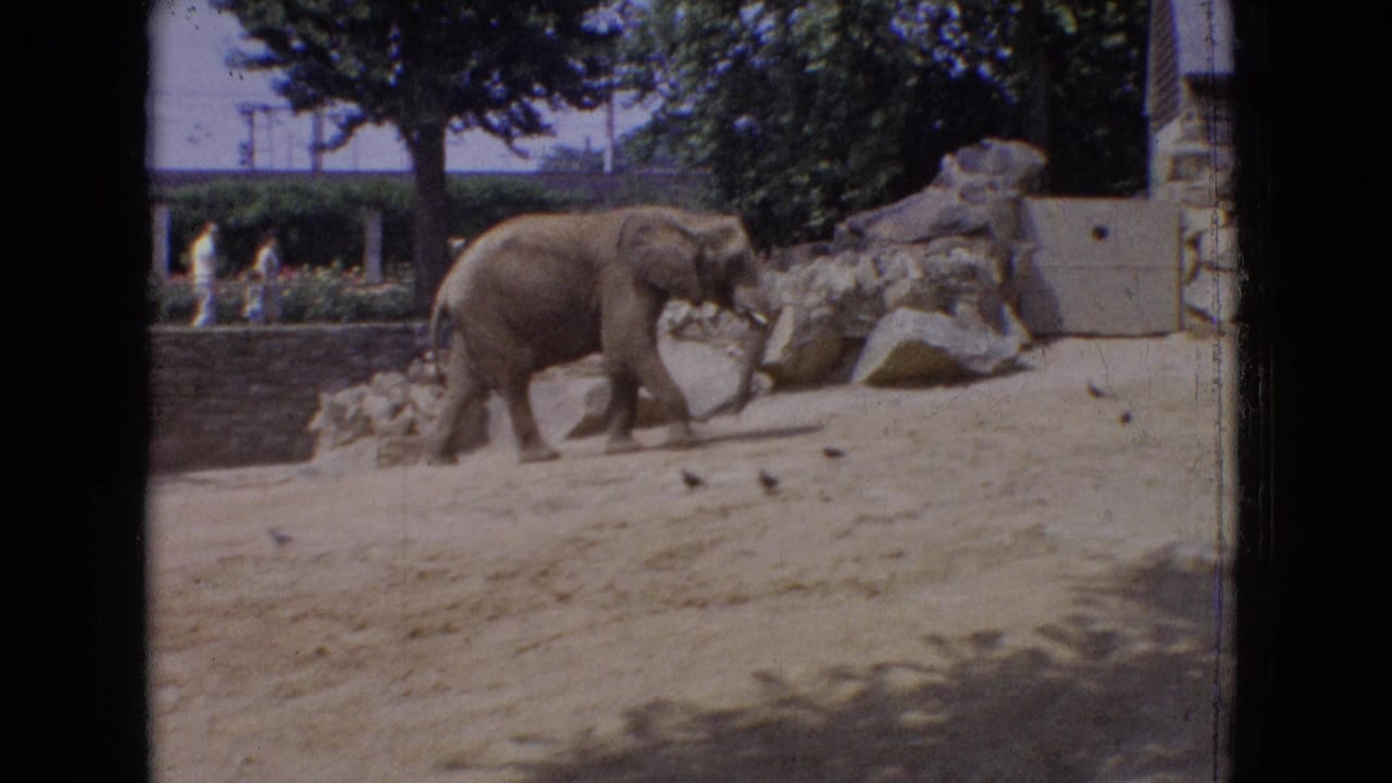 1965 New Jersey 8mm frame of an elephant walking near artificial rocks and sandy ground while visitors stand beyond the enclosure wall.