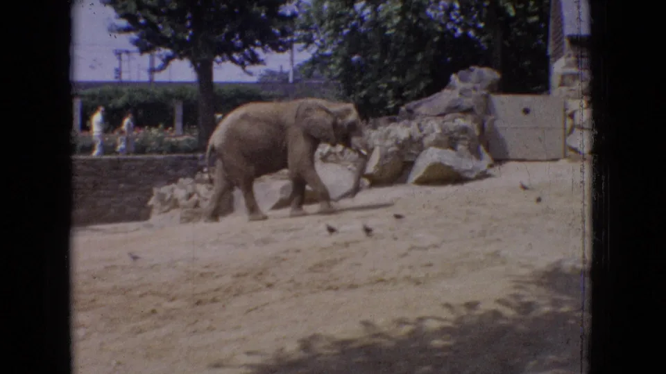 1965 New Jersey 8mm frame of an elephant walking near artificial rocks and sandy ground while visitors stand beyond the enclosure wall.