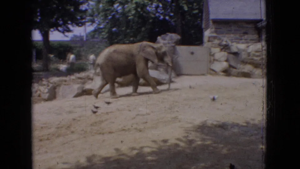 1965 New Jersey 8mm frame showing an elephant in profile walking through a sandy zoo enclosure near rockwork, a wall, and a building edge.