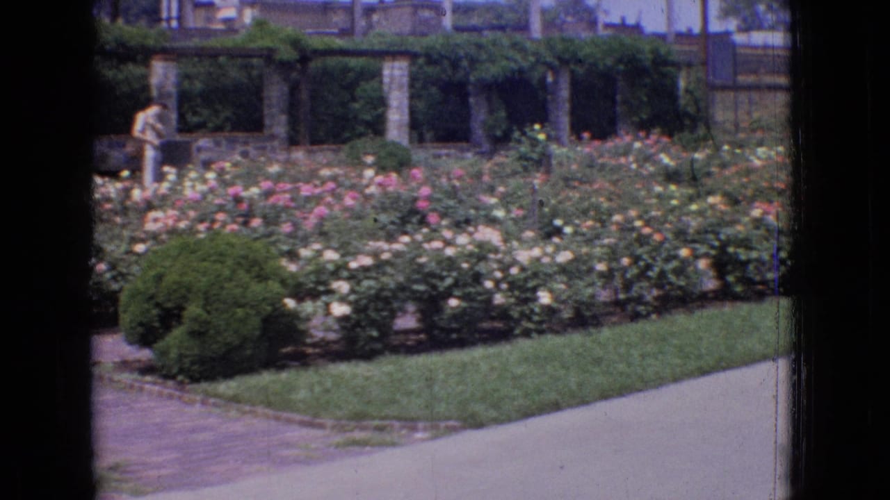 1965 New Jersey 8mm frame showing rows of blooming roses, clipped shrubs, brick paths, stone pergola supports, and a distant visitor in light clothing.