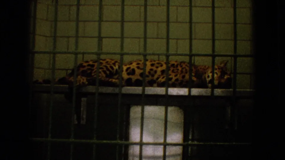1965 New Jersey 8mm frame showing a tiger resting in a tiled zoo enclosure, seen through dark metal bars and low interior light.