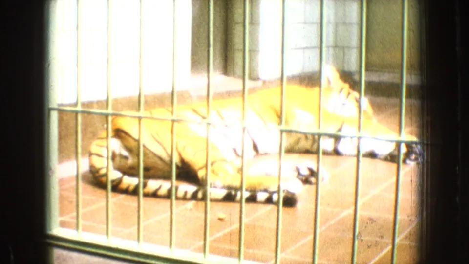 1965 New Jersey 8mm frame showing a tiger stretched out on a tiled floor inside a barred enclosure, with strong light washing part of the scene.