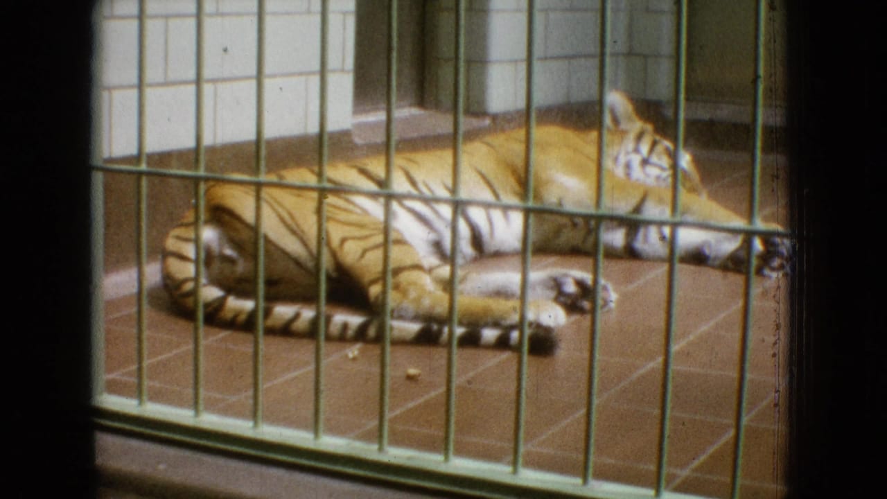 A tiger lies on a tiled indoor enclosure floor behind painted metal bars in 1965 New Jersey 8mm home-movie footage.
