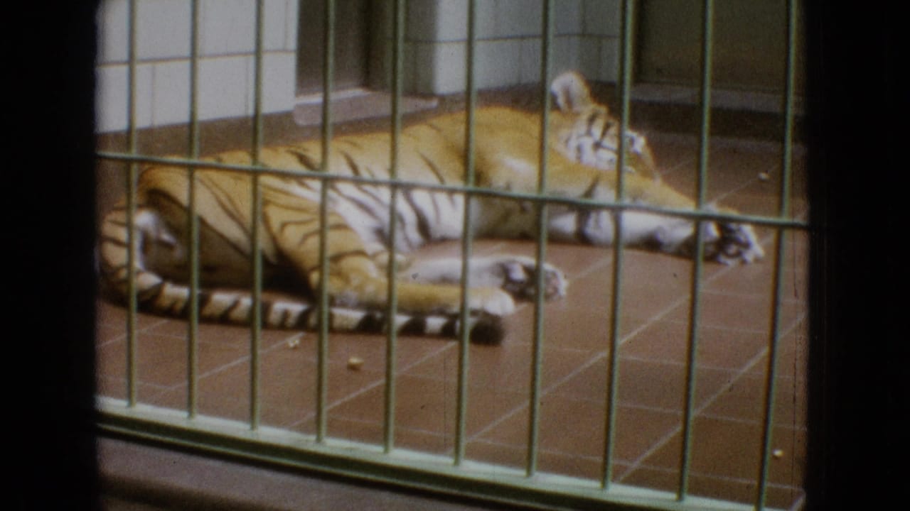 Tiger lying behind vertical cage bars in an indoor enclosure.