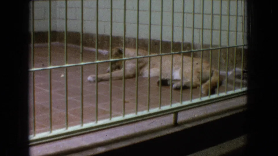 A large feline, possibly a lioness or cougar, lies partly obscured behind bars on a tiled floor in a similar indoor zoo enclosure.