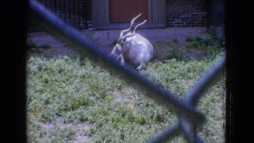 A horned hoofed animal, likely an antelope or gazelle, stands in a grassy outdoor enclosure viewed through chain-link fencing.