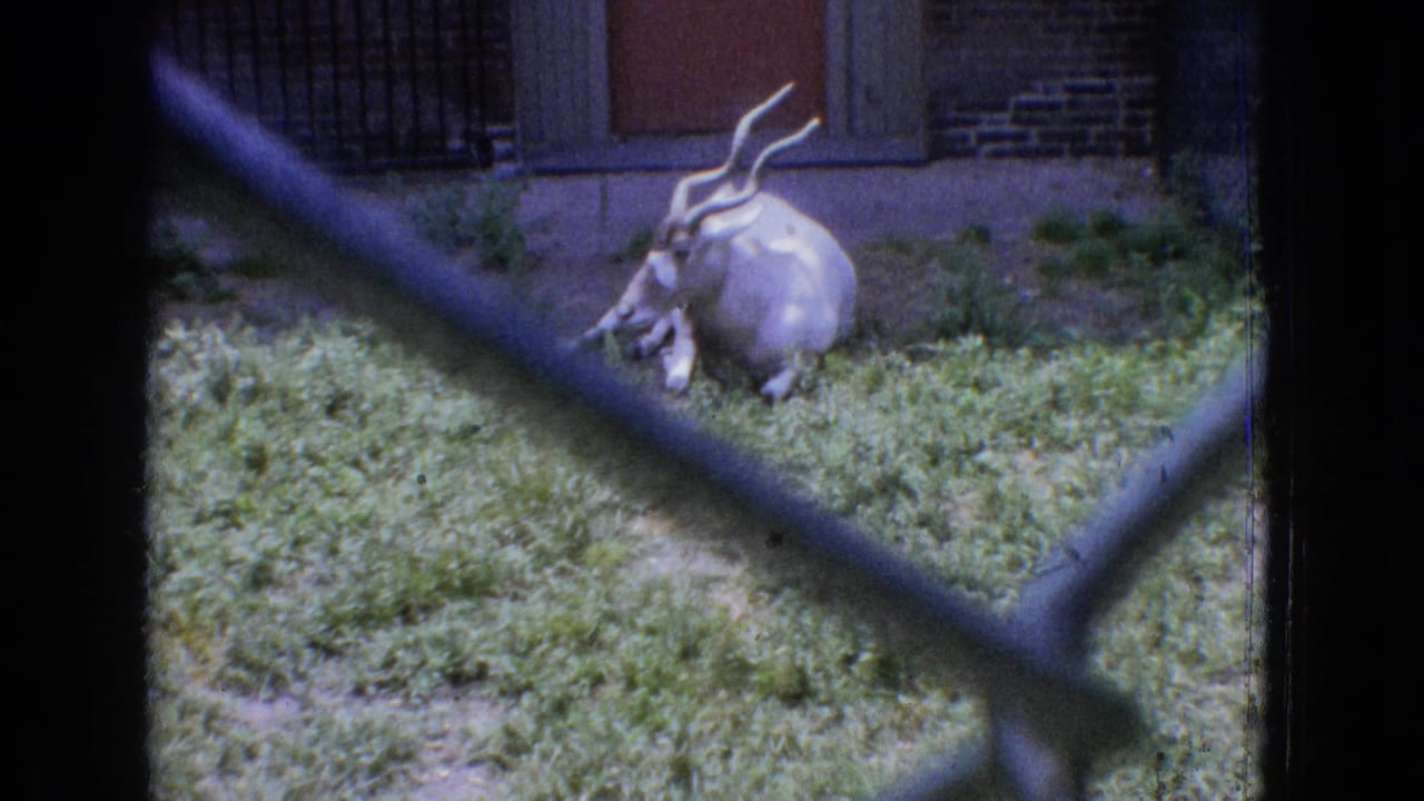 1965 New Jersey zoo footage showing a white antelope with long curved horns resting in grass behind foreground chain-link fencing near a brick building.