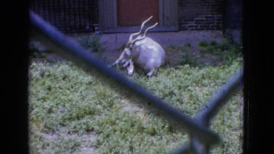 1965 New Jersey zoo footage showing a white antelope with long curved horns resting in grass behind foreground chain-link fencing near a brick building.