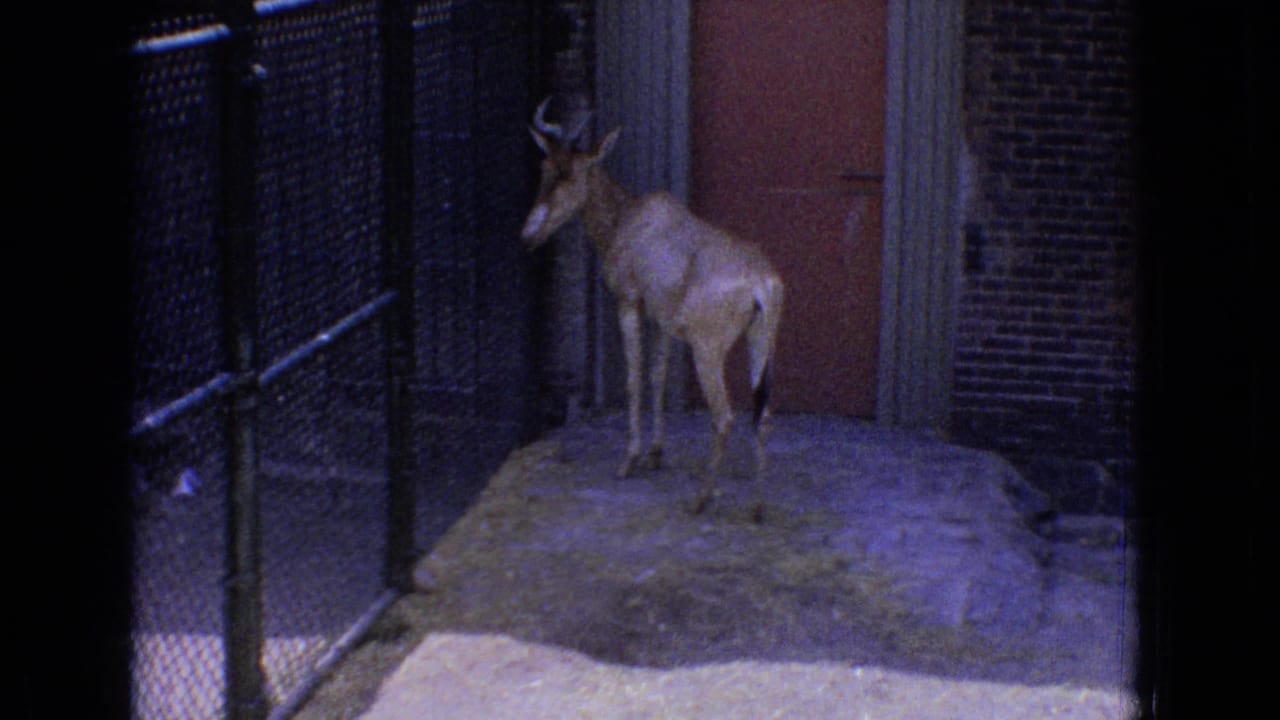 Light-colored horned antelope standing near fencing and a brick wall.