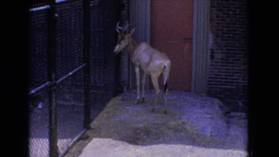 1965 New Jersey zoo footage showing a light-colored antelope standing on bare ground beside chain-link fencing, brick walls, and a red door.