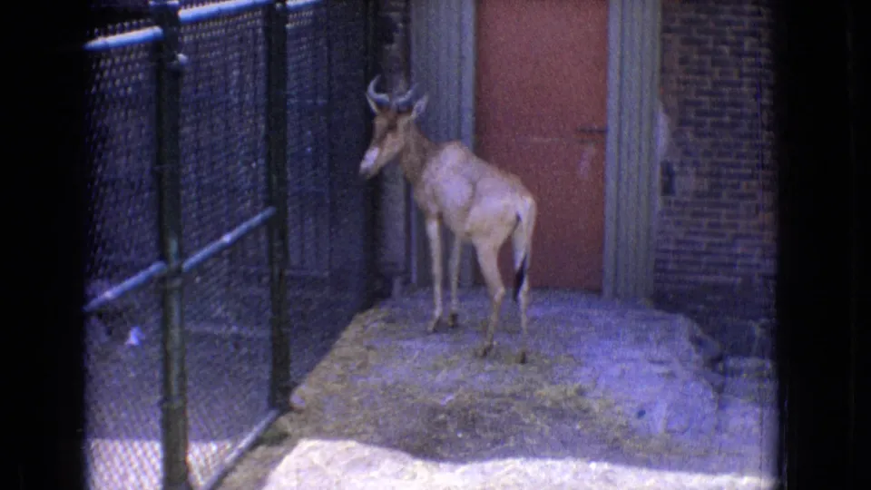 1965 New Jersey zoo footage showing a horned antelope standing in a fenced enclosure against brick walls and a red door, filmed from a handheld visitor viewpoint.