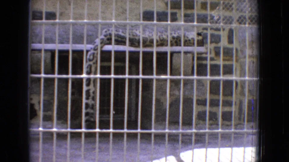 1965 New Jersey zoo footage showing a spotted long-necked animal, likely a giraffe or related zoo animal, partly obscured behind white enclosure bars.