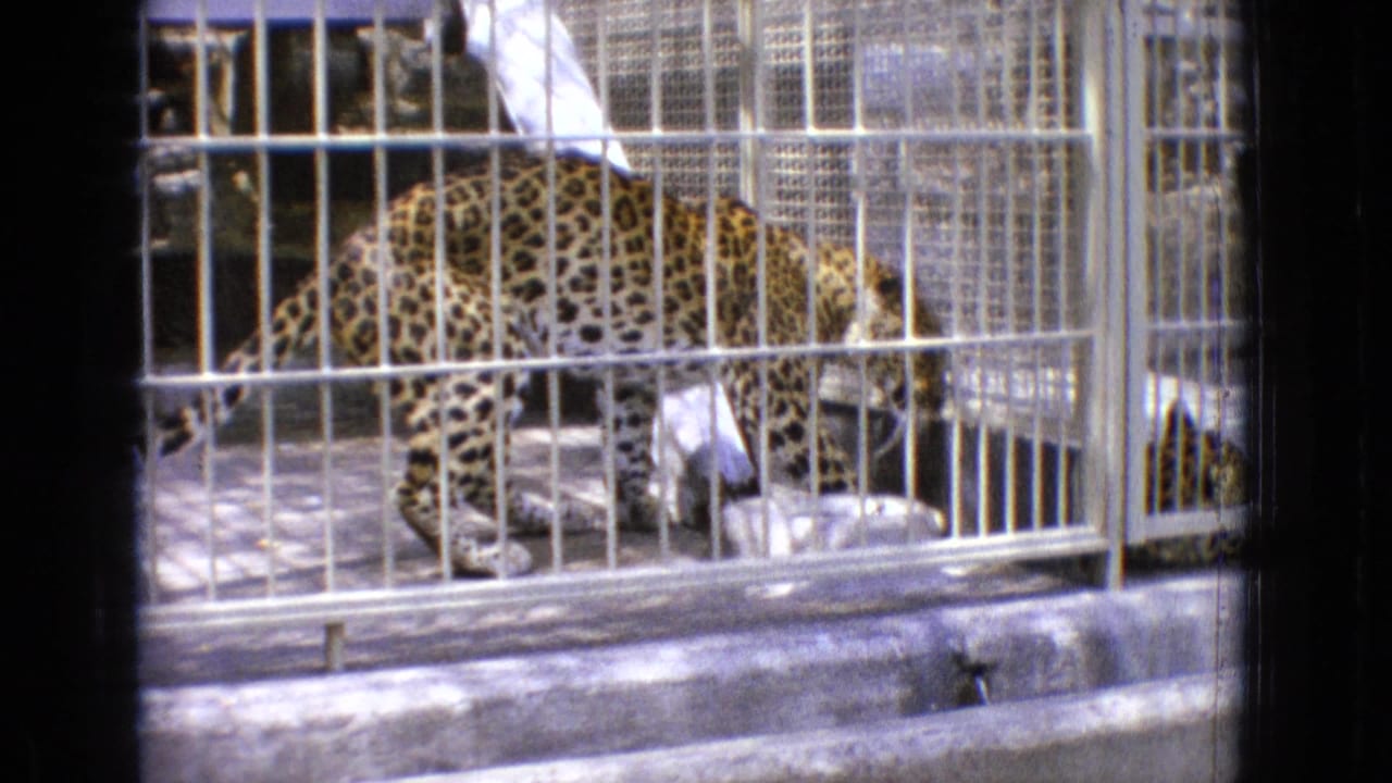 A leopard paces behind vertical metal bars in a zoo enclosure in 1965 New Jersey, with concrete flooring and cage partitions visible.