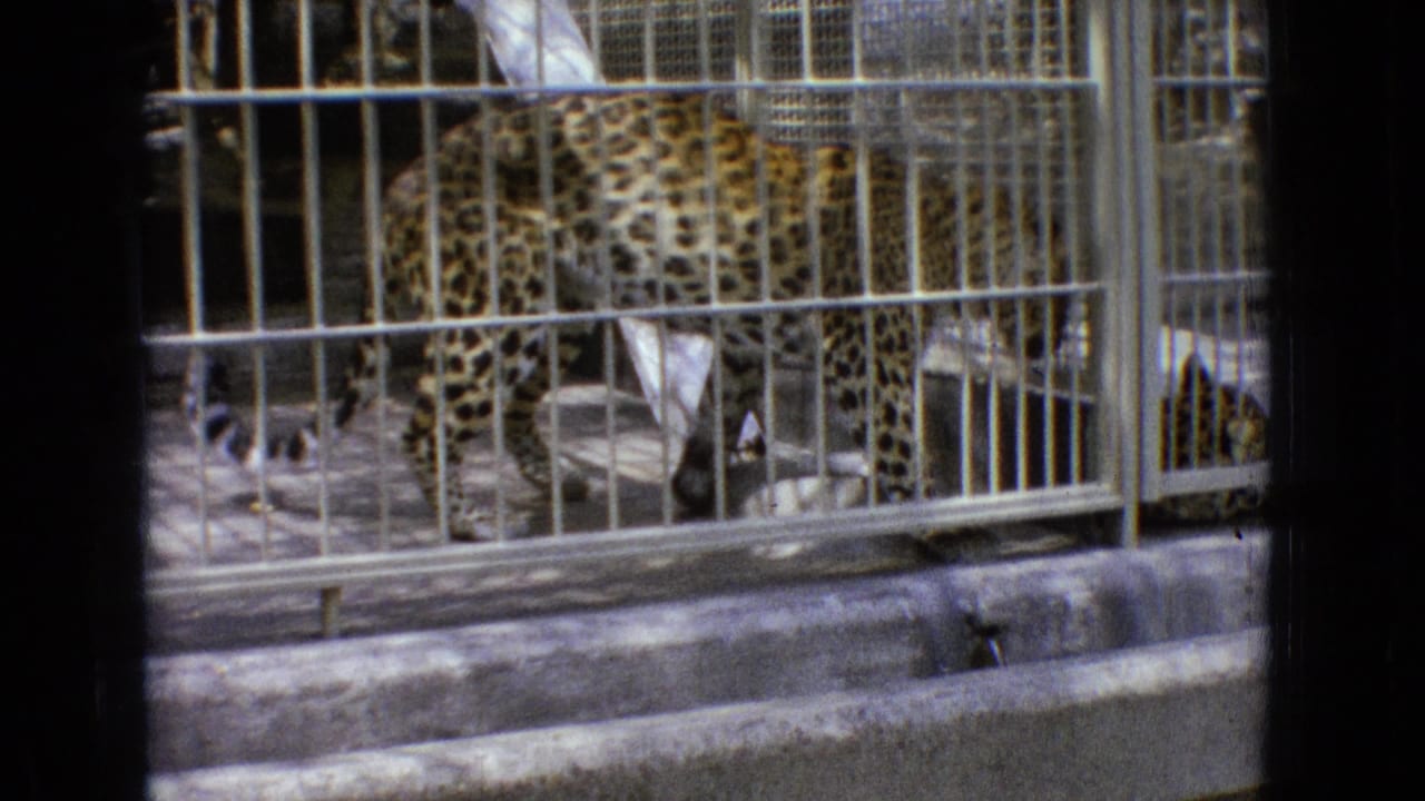 A spotted leopard stands and turns within a barred zoo enclosure, filmed from a visitor viewpoint on 1965 New Jersey 8mm footage.