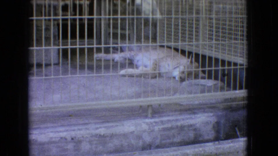 A pale mountain lion rests on concrete behind a grid of metal bars in a separate zoo enclosure, with bowls and partitions visible.