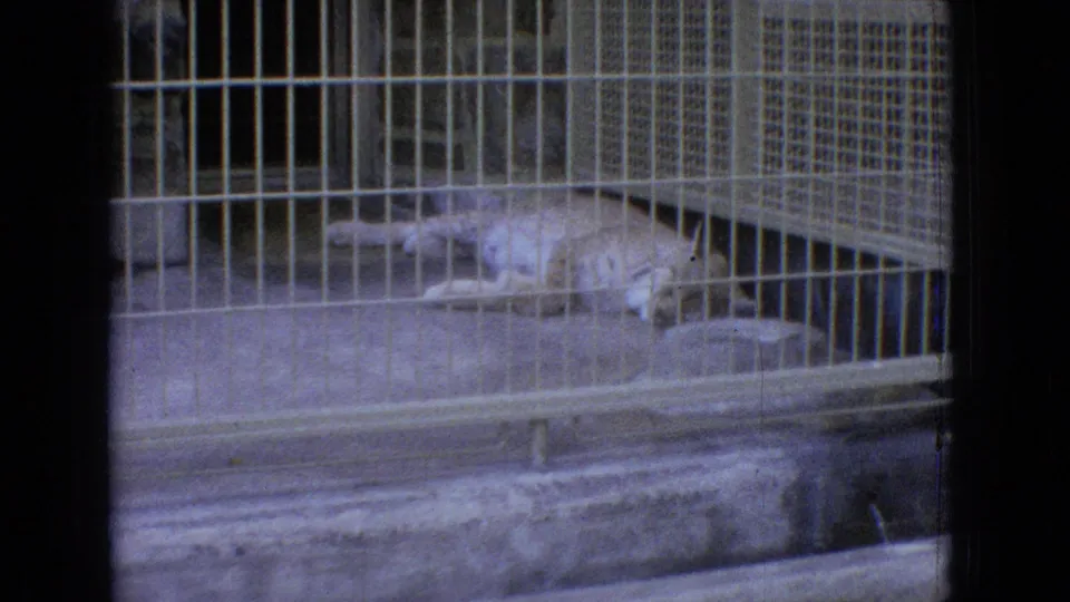 A mountain lion lies stretched out behind metal bars in a concrete zoo enclosure, captured in soft 8mm home-movie color.