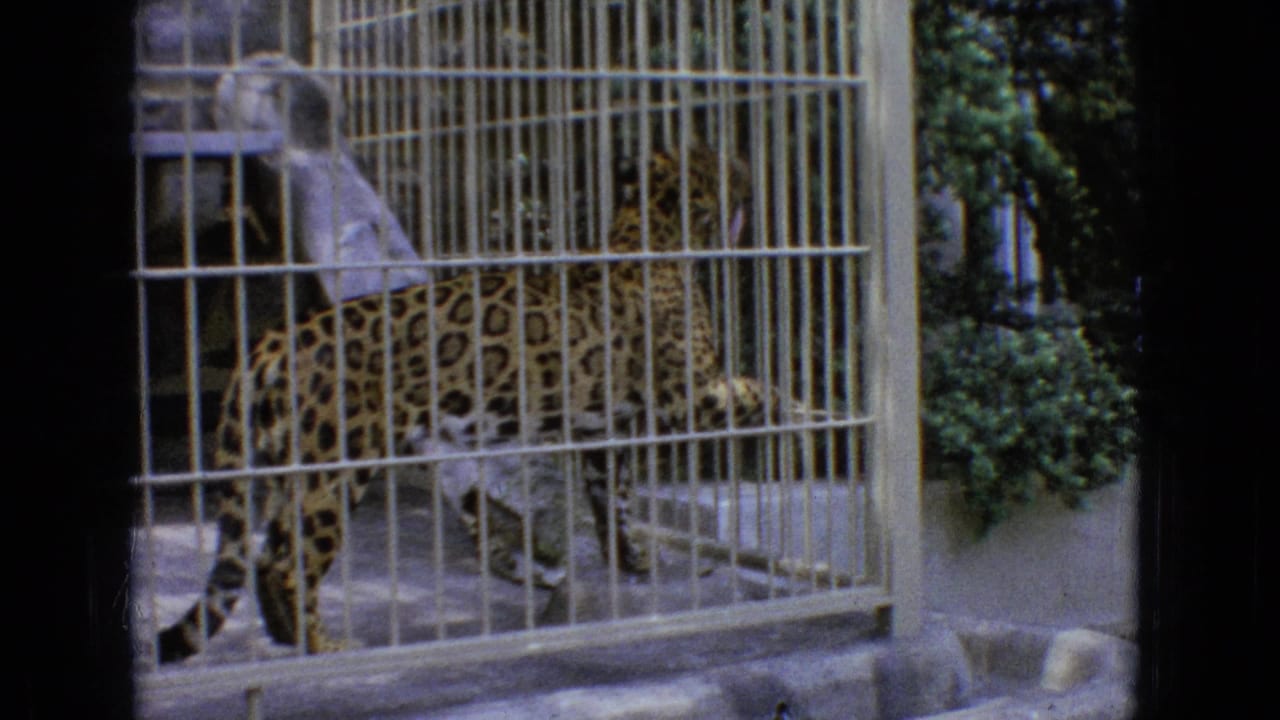 A spotted leopard stands inside a metal-barred zoo enclosure in 1965 New Jersey home-movie footage, with concrete flooring and greenery visible beyond the cage.