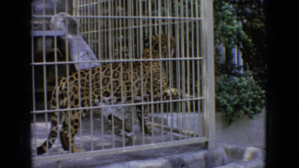 A spotted leopard stands inside a metal-barred zoo enclosure in 1965 New Jersey home-movie footage, with concrete flooring and greenery visible beyond the cage.