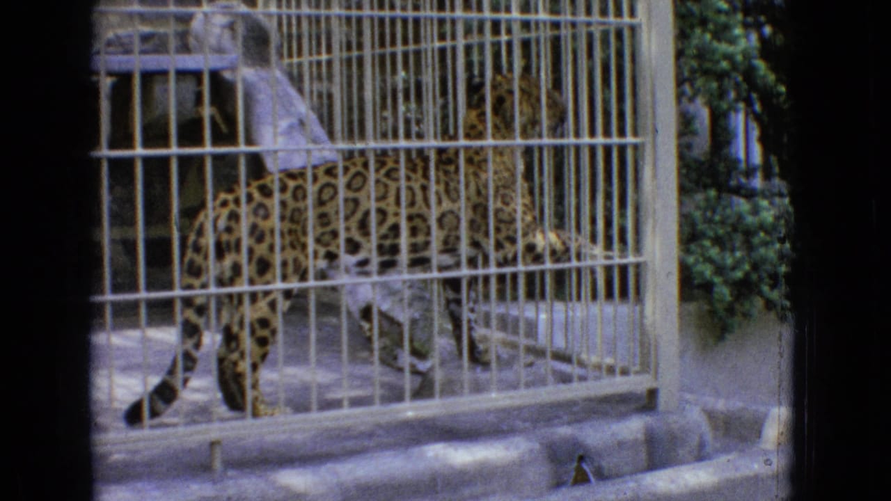 Leopard pacing behind a metal-barred zoo enclosure.