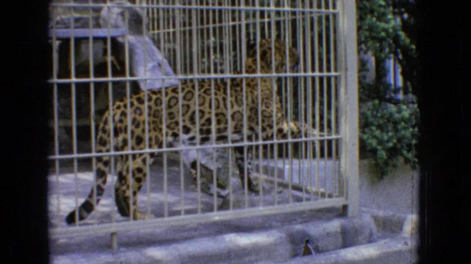 A leopard moves through a barred zoo cage in 1965 New Jersey footage, seen through soft 8mm color with foliage outside the enclosure.