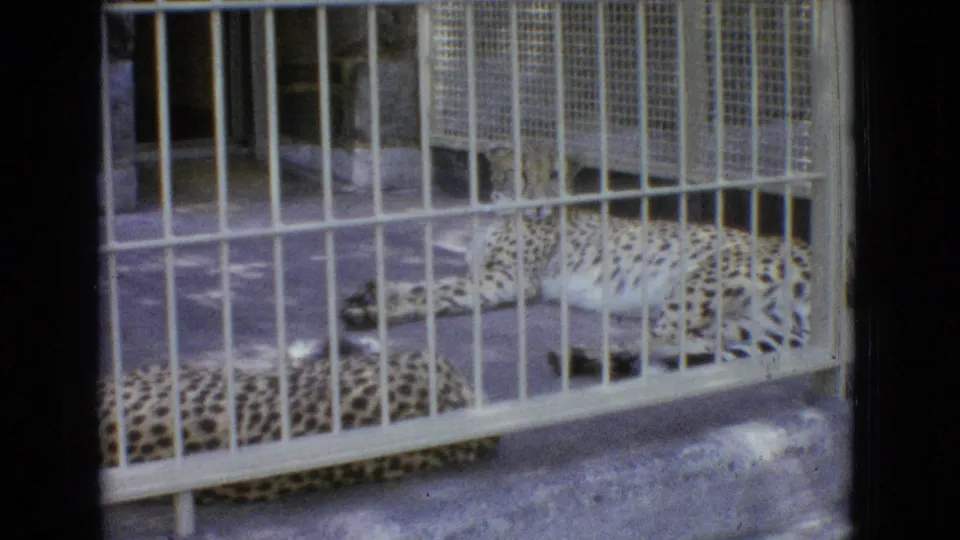 A spotted leopard lies inside a metal-barred zoo enclosure in 1965 New Jersey 8mm footage, partly obscured by the grid of cage bars.