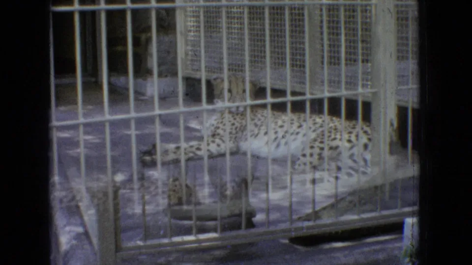 A leopard rests on the floor of a barred zoo enclosure in 1965 New Jersey home-movie footage, with the handheld view partly blocked by a dark edge.