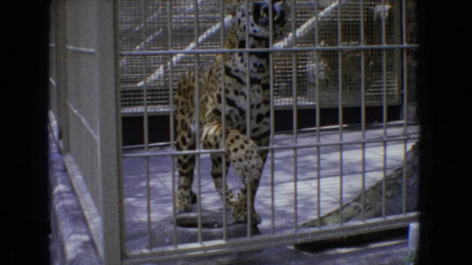 Spotted leopard in a metal-barred enclosure in 1965 New Jersey home-movie footage, with concrete flooring and dark film edges visible.