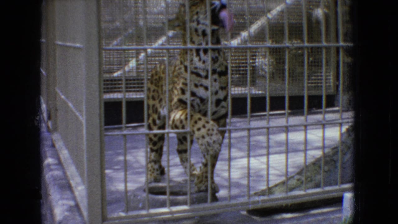Leopard seen through vertical metal bars in a zoo-style cage, with faded 8mm color and a concrete enclosure visible.
