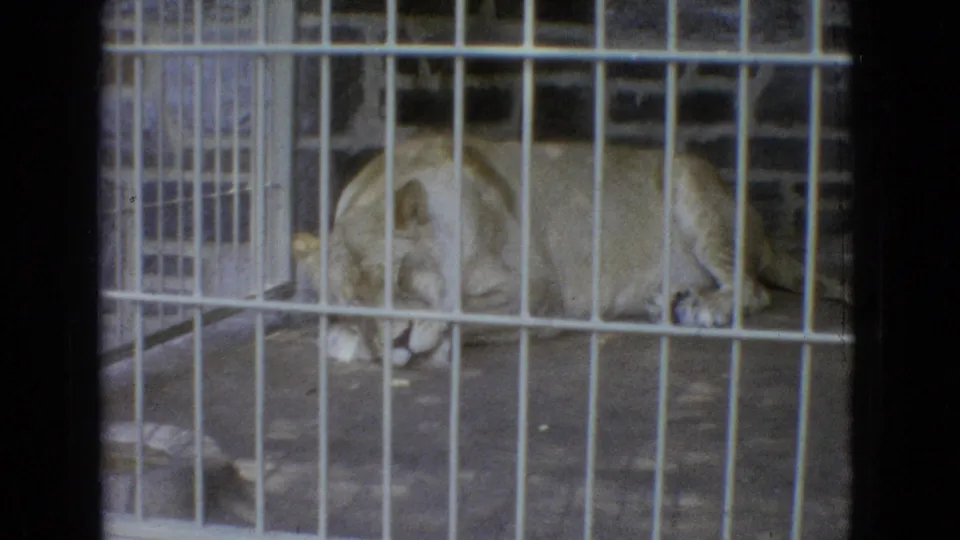 Lioness resting behind metal cage bars in the same 1965 New Jersey 8mm clip, with a stone wall and enclosure shadows behind her.
