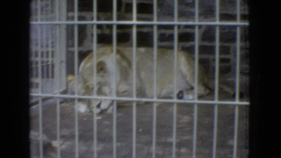 Lioness lying low behind white metal cage bars, filmed with soft focus, muted color, and visible home-movie grain.