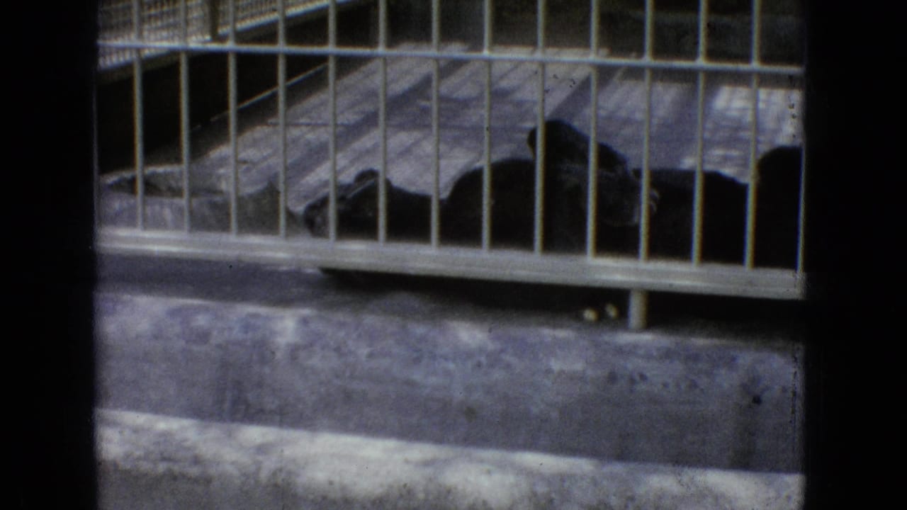 1965 New Jersey 8mm frame showing a tawny big cat resting inside a barred enclosure with a pale stone wall behind it.