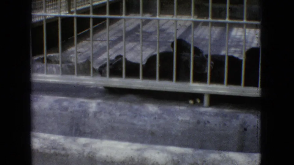 1965 New Jersey 8mm frame showing a tawny big cat resting inside a barred enclosure with a pale stone wall behind it.