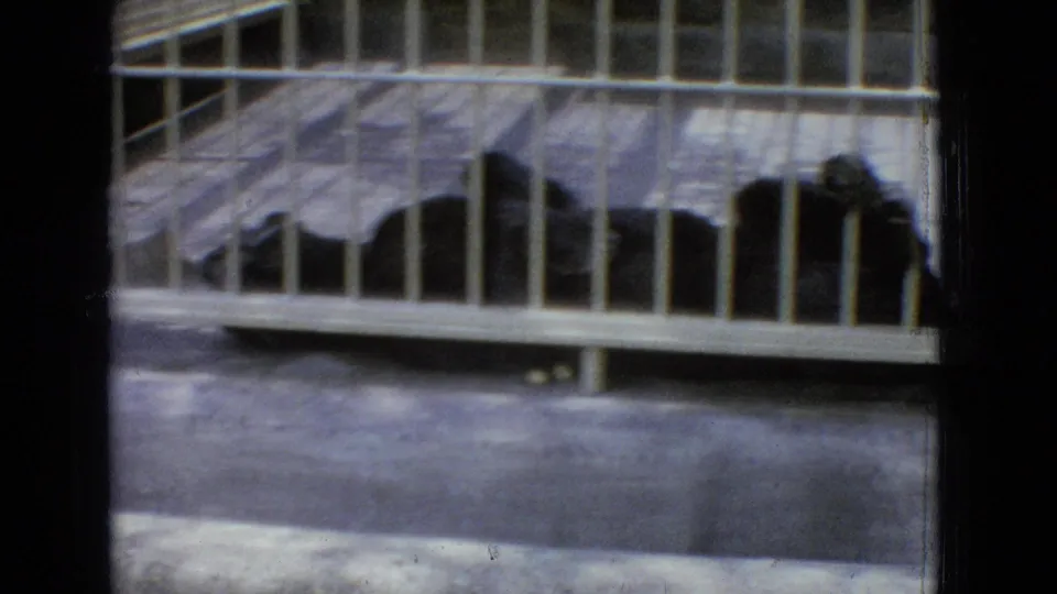 A resting lioness appears behind vertical steel bars in a zoo-like enclosure, with a stone or concrete wall in the background.