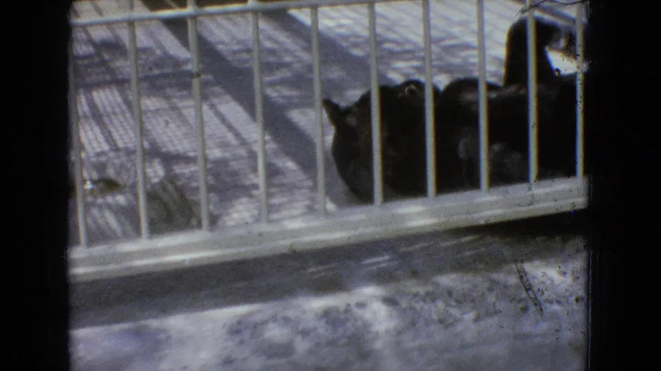 1965 New Jersey 8mm frame showing a black panther lying low behind white metal bars in a confined enclosure.