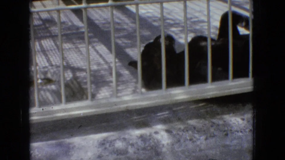 A black panther rests inside a barred enclosure, filmed in soft, faded 8mm color from a visitor viewpoint in New Jersey in 1965.